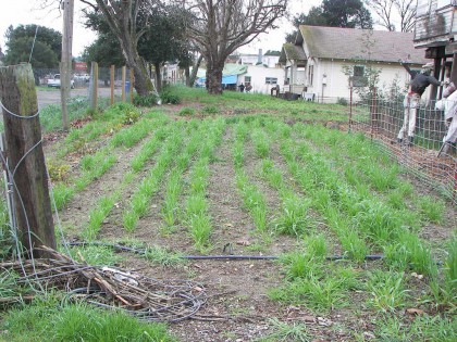 garden3-sm