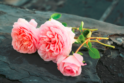 Three pink roses lying on a stone
