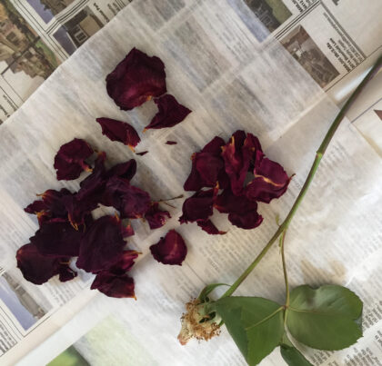 Photo of a rose stem with scattered petals on top of a newspaper